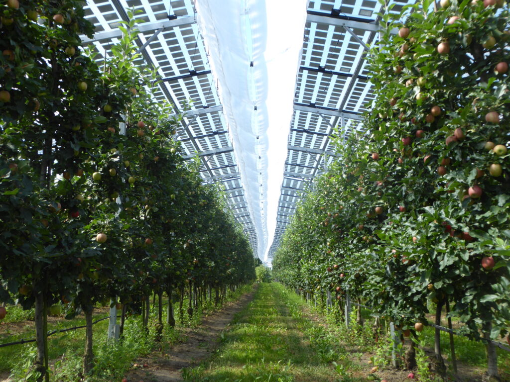 Agri-PV-Anlage im Obstbau bei Kressbronn am Bodensee. Eine Idee für hybriden Klimaschutz, für die sich Rosa Buss im Kreis Konstanz einsetzt.